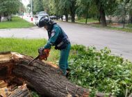 В Ленинском районе Ульяновска убрали аварийное дерево