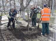На улицах Ульяновска в этом году будет высажено более 4,5 тысяч деревьев и кустарников  