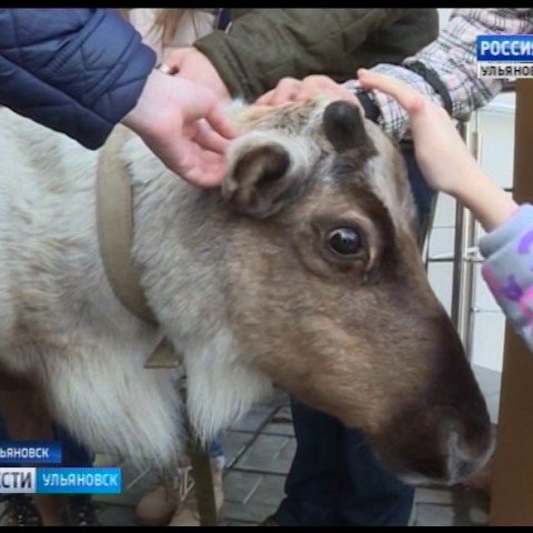 Новости Ульяновска: Выпуск программы "Вести-Ульяновск" - 29.03.17 - 21.45 официальные новости